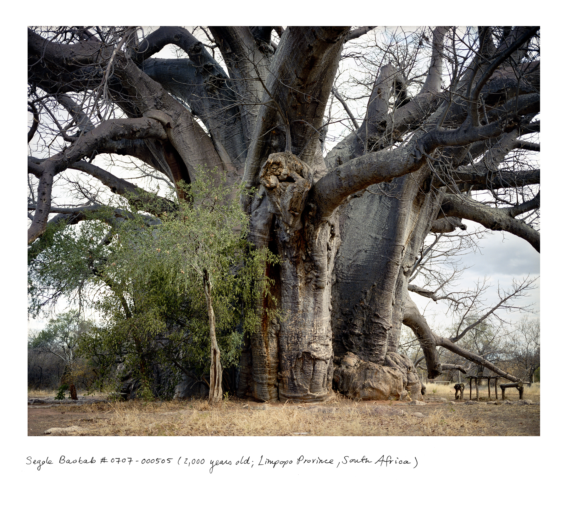 Image of a Sagole Baobab tree.