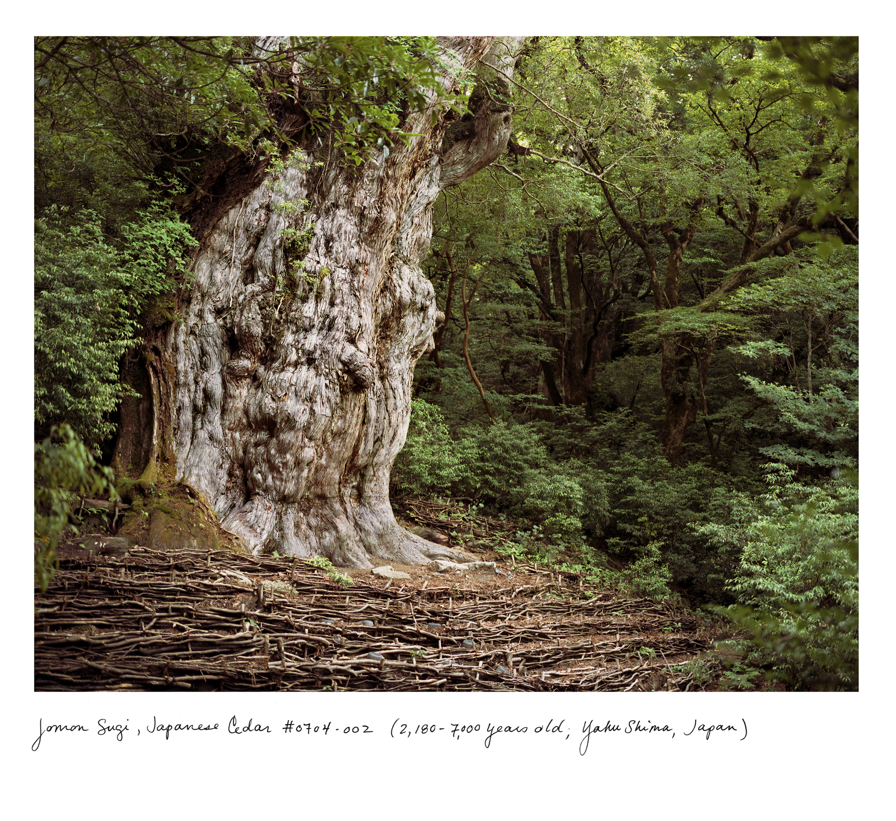 Image of a Joman Sugi tree (Japanese Cedar)