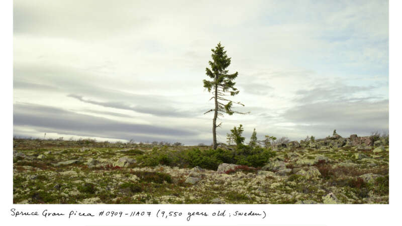 Image of a 9000 year old Spruce Gran Picea