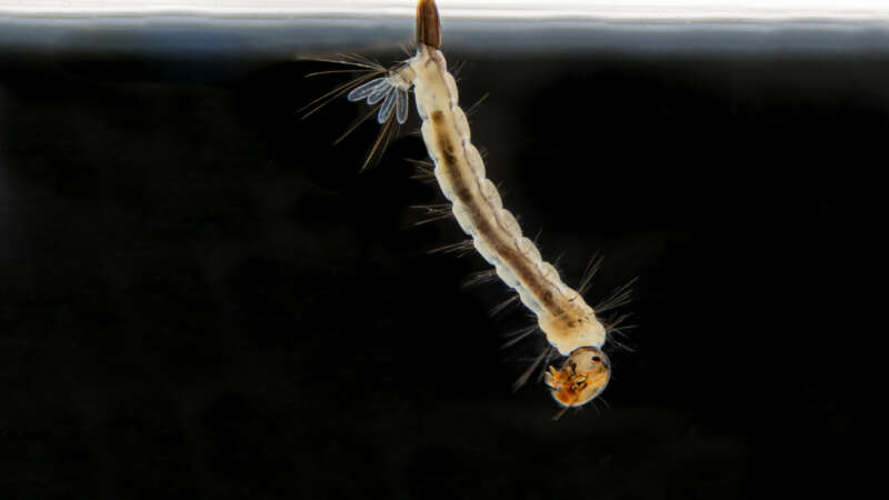 Macro of Aedes larva.