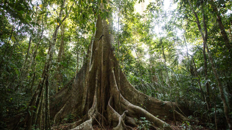 Image of a tree in the Amazon rainforest.
