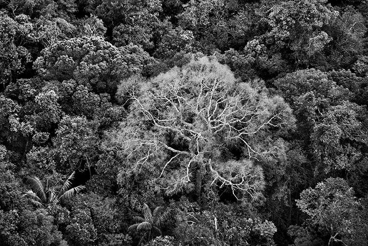 A tree at the height of the turning of the leaves. Tapajós River area, near Santarém. State of Pará, Brazil, 2009.