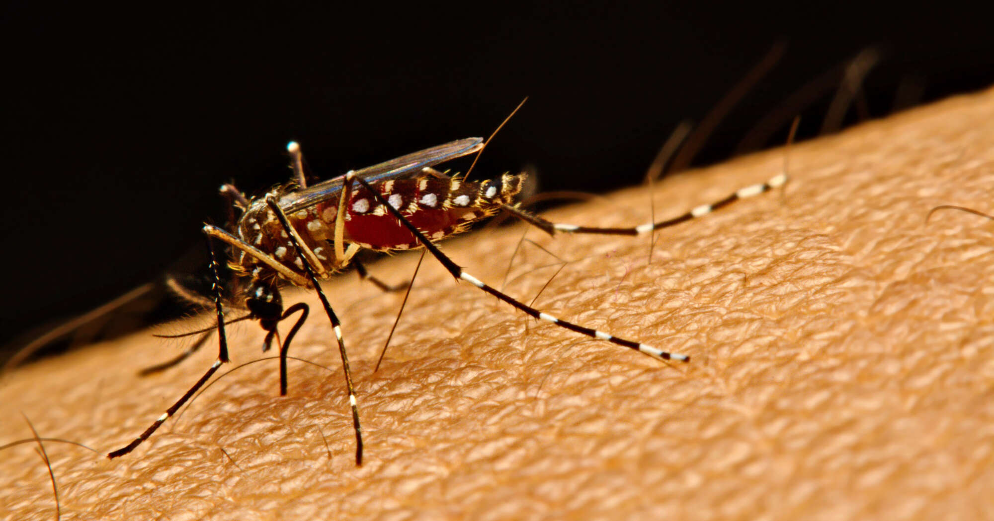 Macro of mosquito (Aedes aegypti) sucking blood close up on the human skin. Mosquito is carrier of virus.