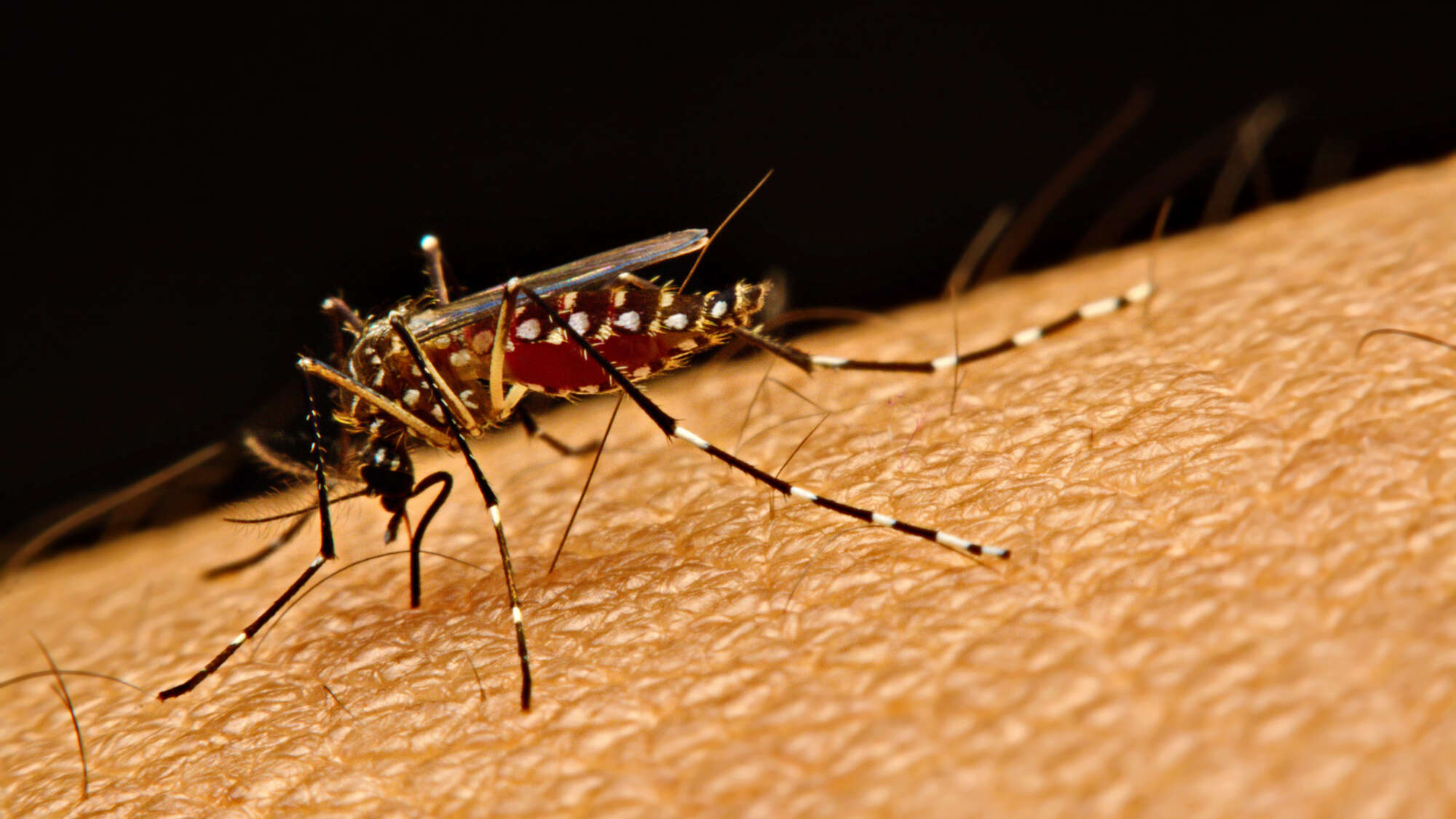 Macro of mosquito (Aedes aegypti) sucking blood close up on the human skin. Mosquito is carrier of virus.