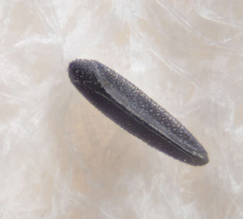Picture of an Aedes egg.