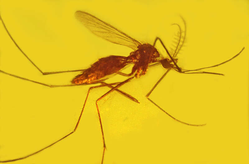 This culicine mosquite was discovered in amber from the Dominican Republic, and carried a type of Plasmodium malaria able to infect birds. It shows malaria was established in the New World at least 15 million years ago.
