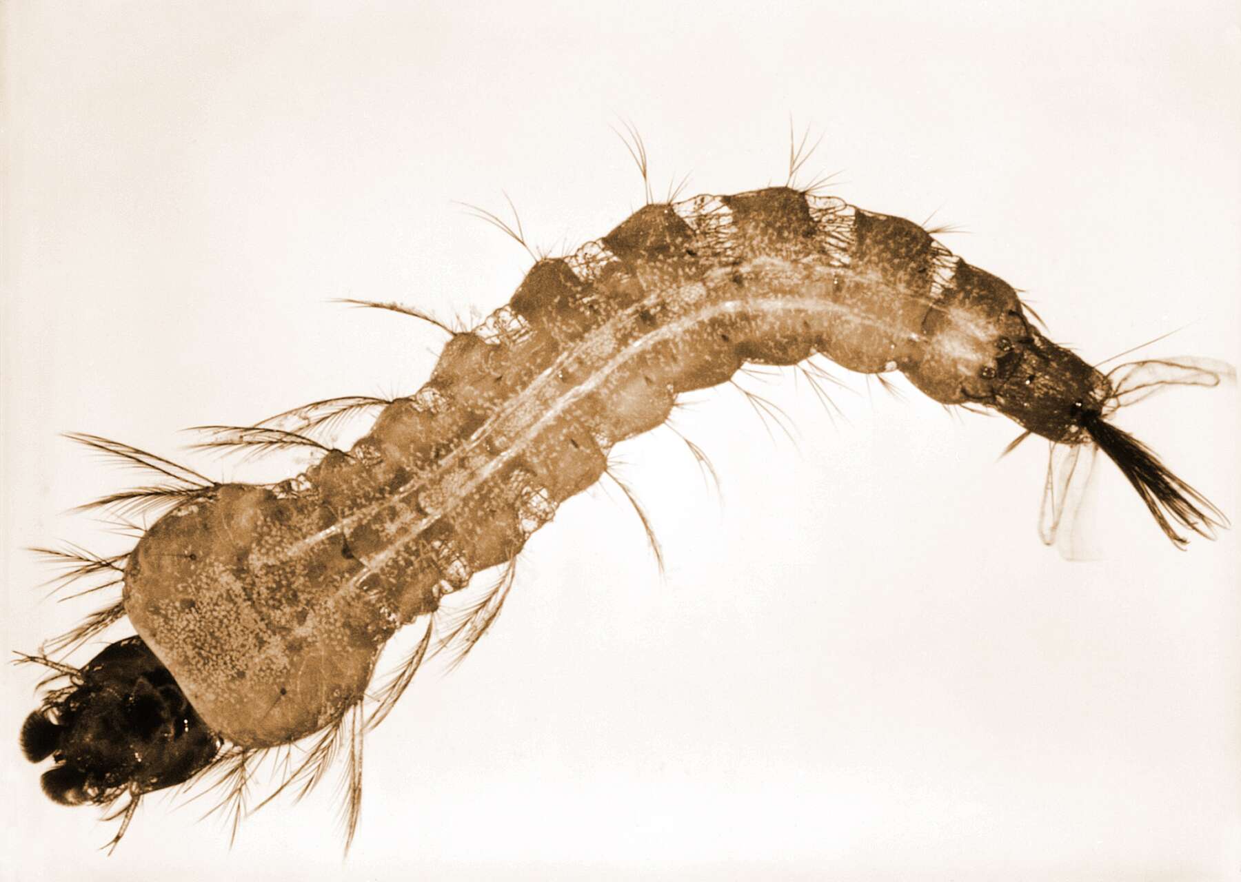 Anopheles mosquito larva Photo: Harry Weinburgh, CDC