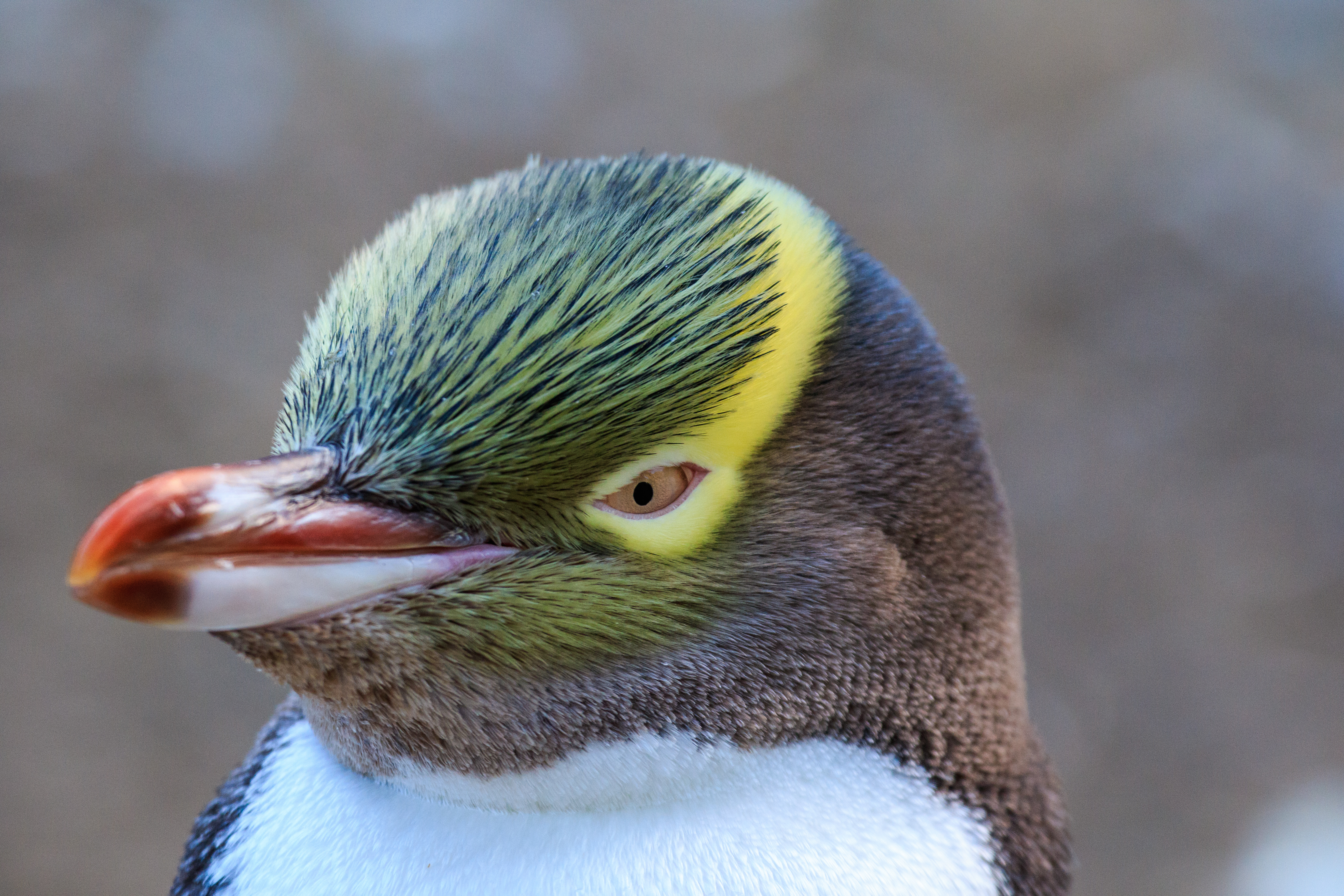 Image of Yellow Eyed Penguin