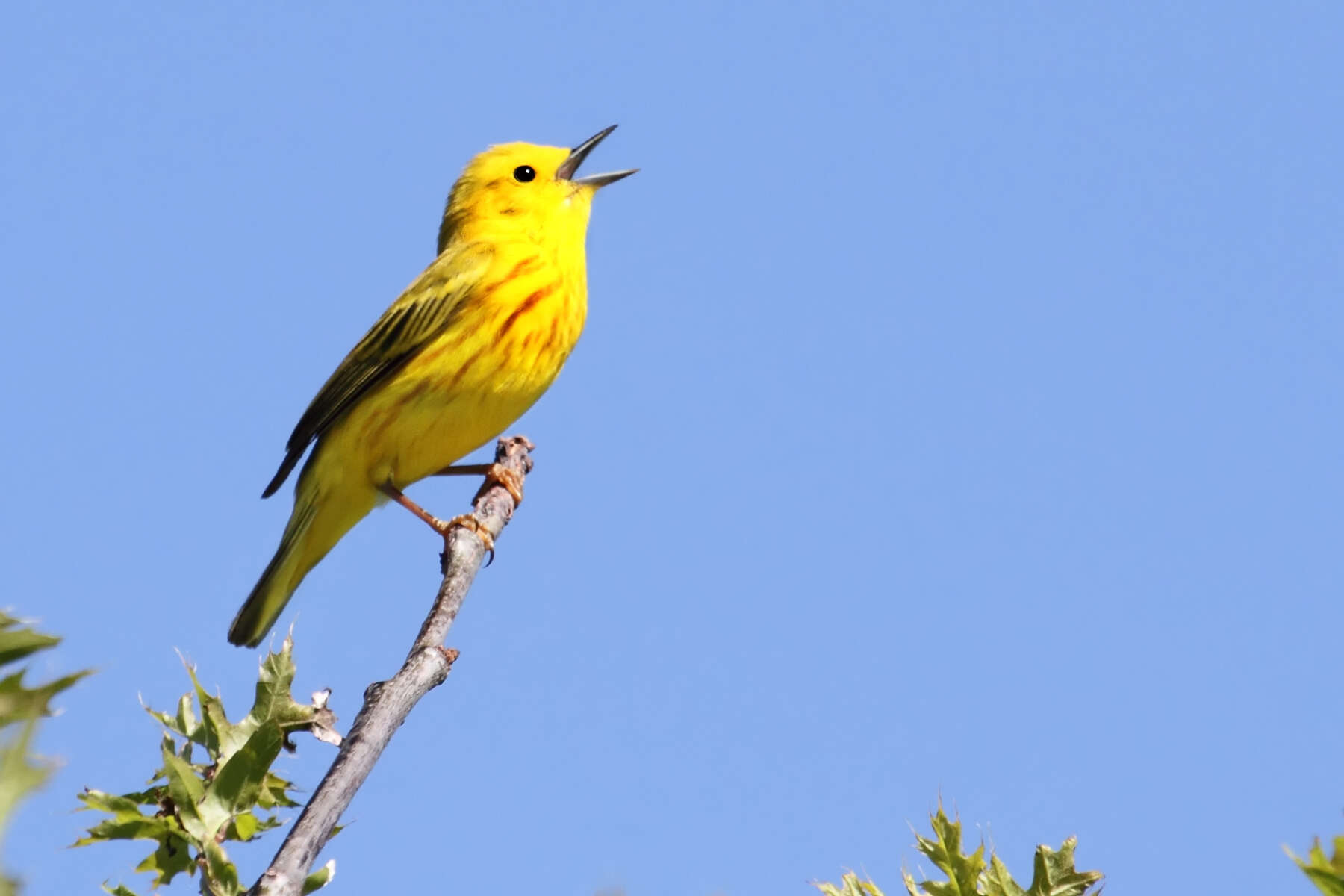 Image of a Yellow Warbler