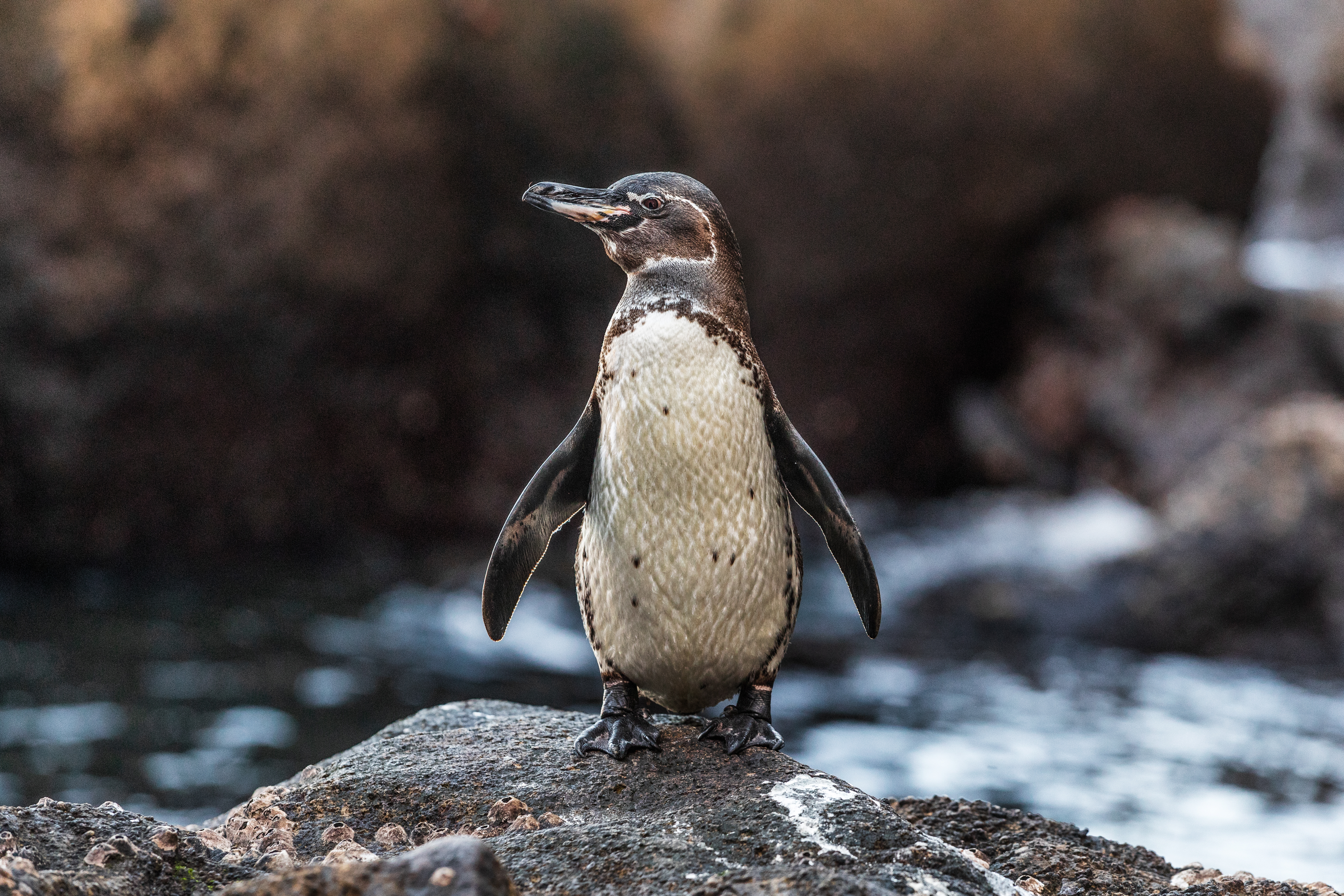 Image of Galapagos Penguin on Galapagos Islands