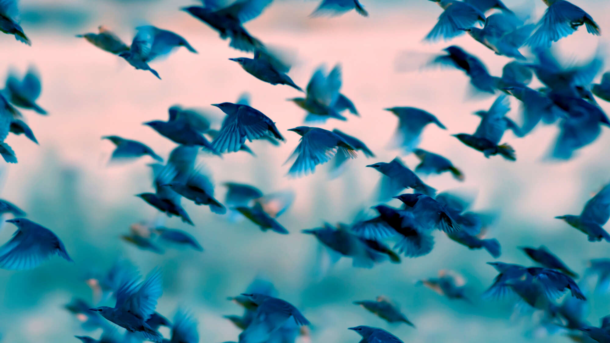 Image of Flying Birds