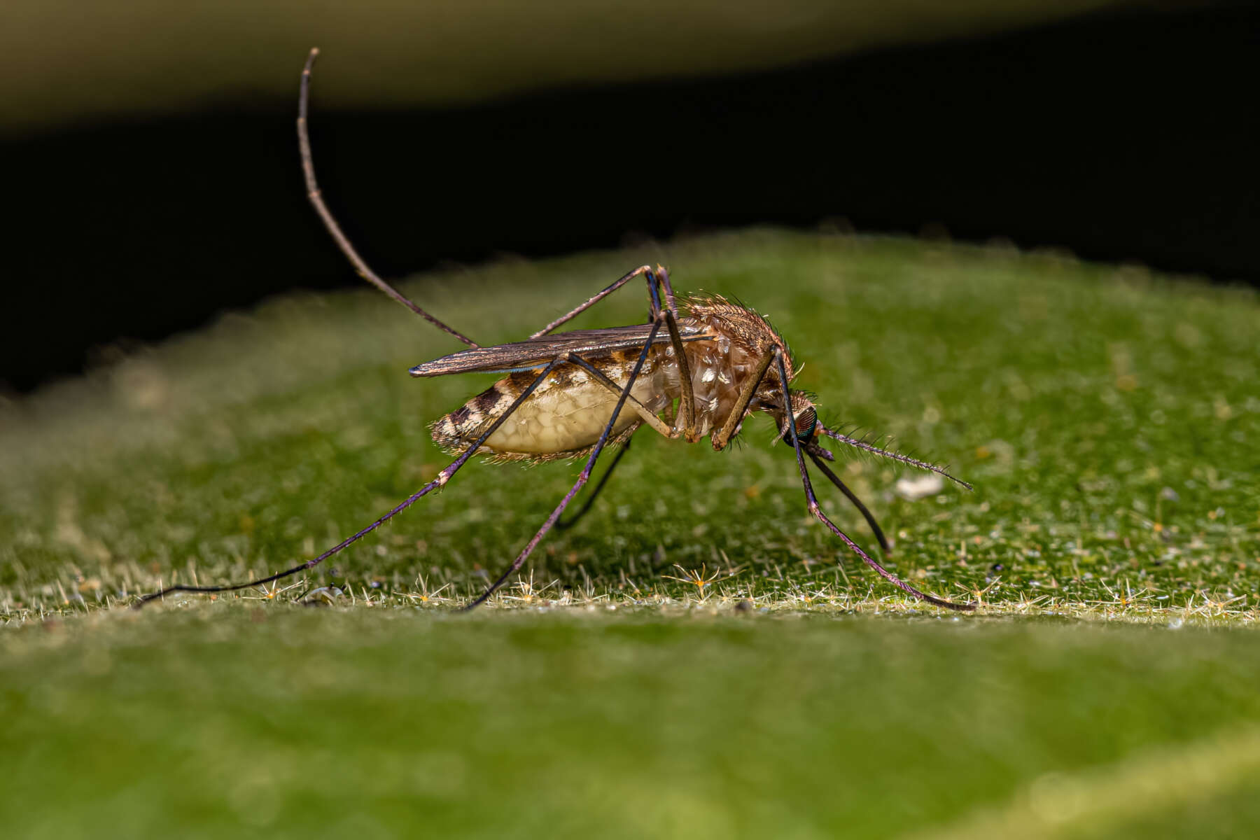 Image of an Adult Female Southern House Mosquito Insect