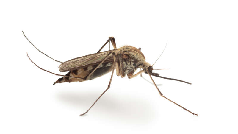 Image of a culex mosquito.
