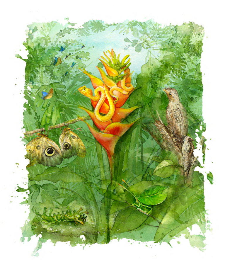 Costa Rica Rainforest Camouflage Campaign