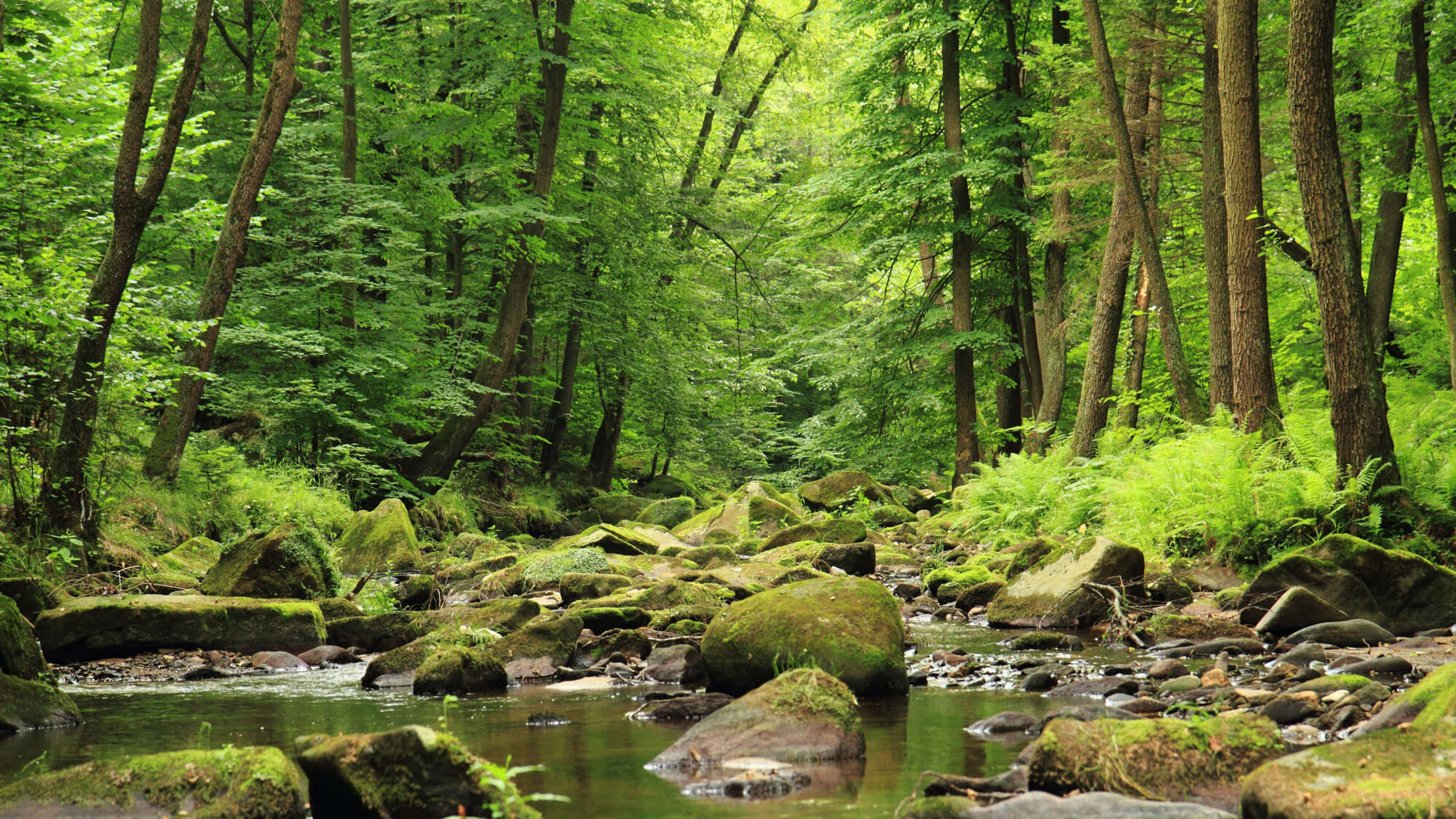Image of a River in the spring forest