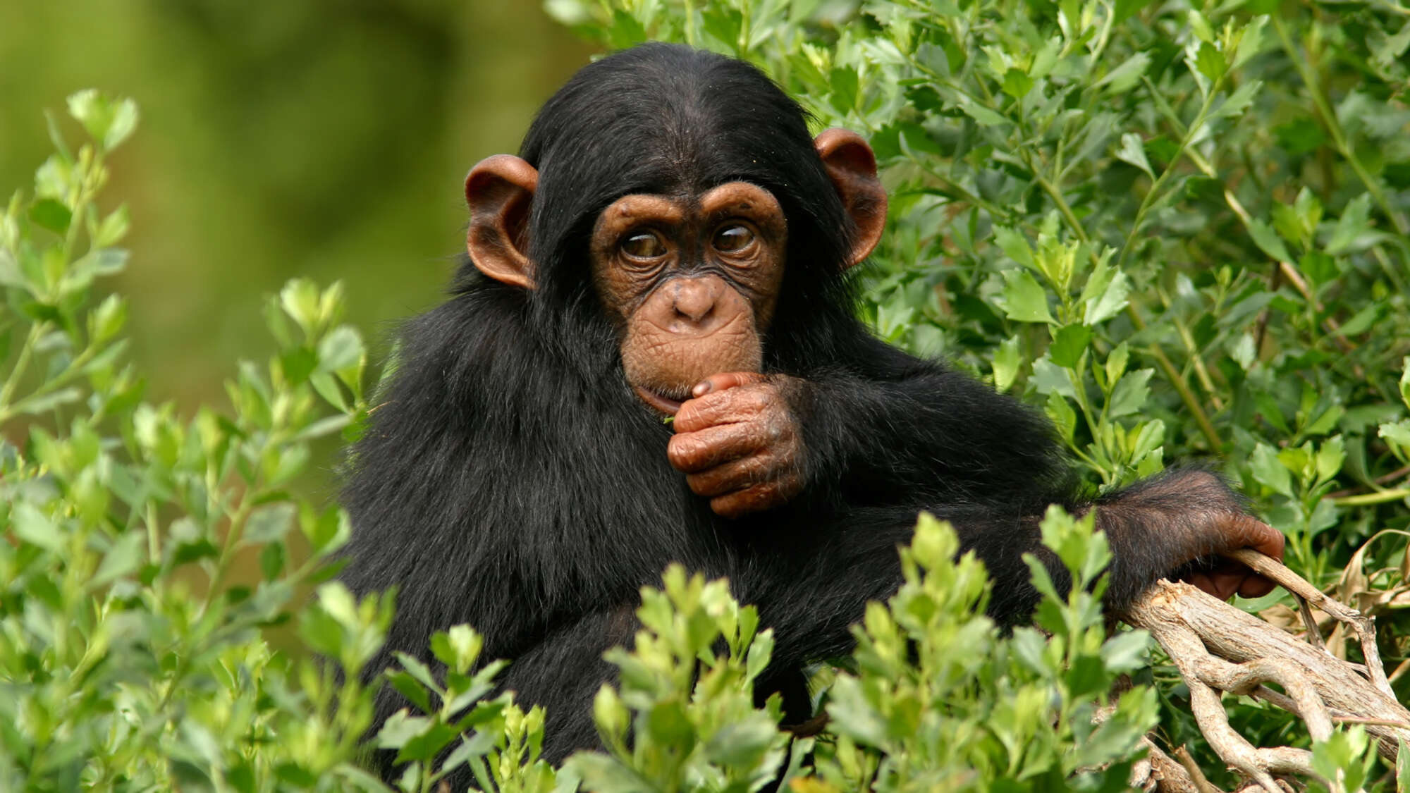 Image of a chimp.