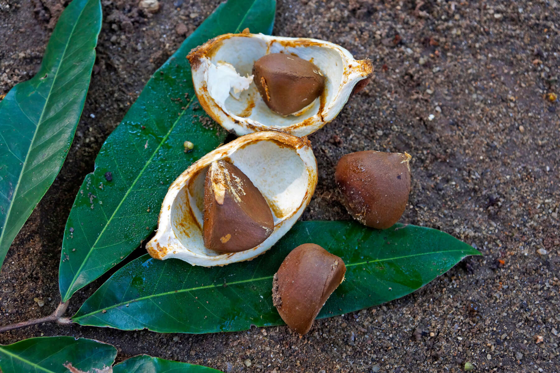 Andiroba seed (Carapa guianensis) on soil, Rio, Brazil