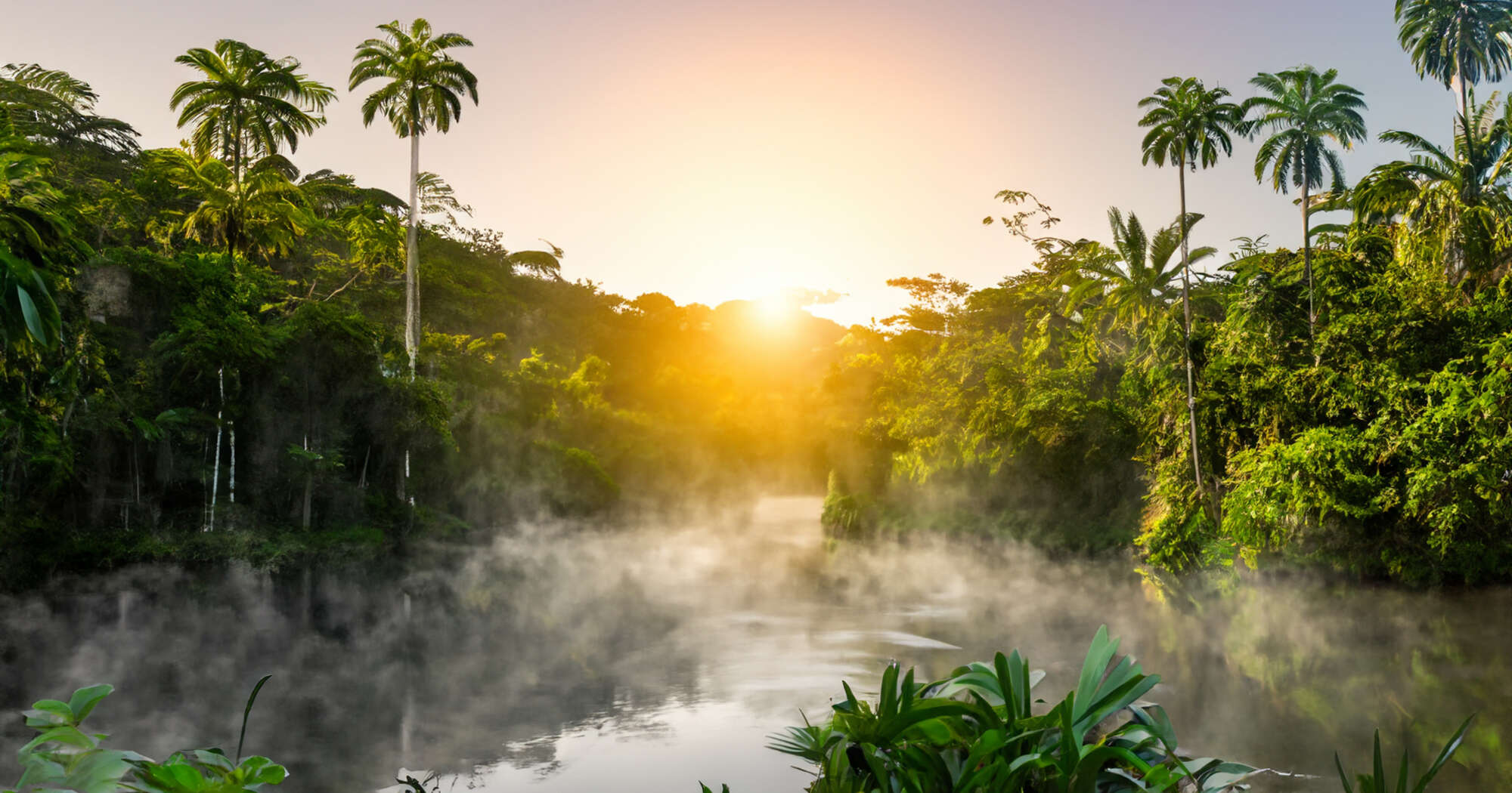 Amazon Rainforest with Mist