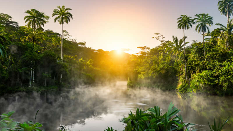 Amazon Rainforest with Mist