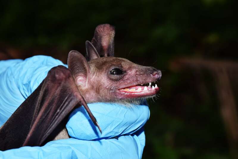 Fruit Bat