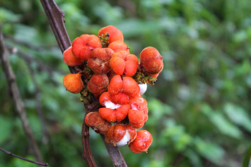 Image of Guaraná Selvagem - Amazonas