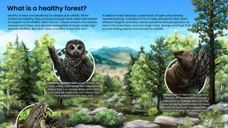 USFS Healthy Forest Infographic