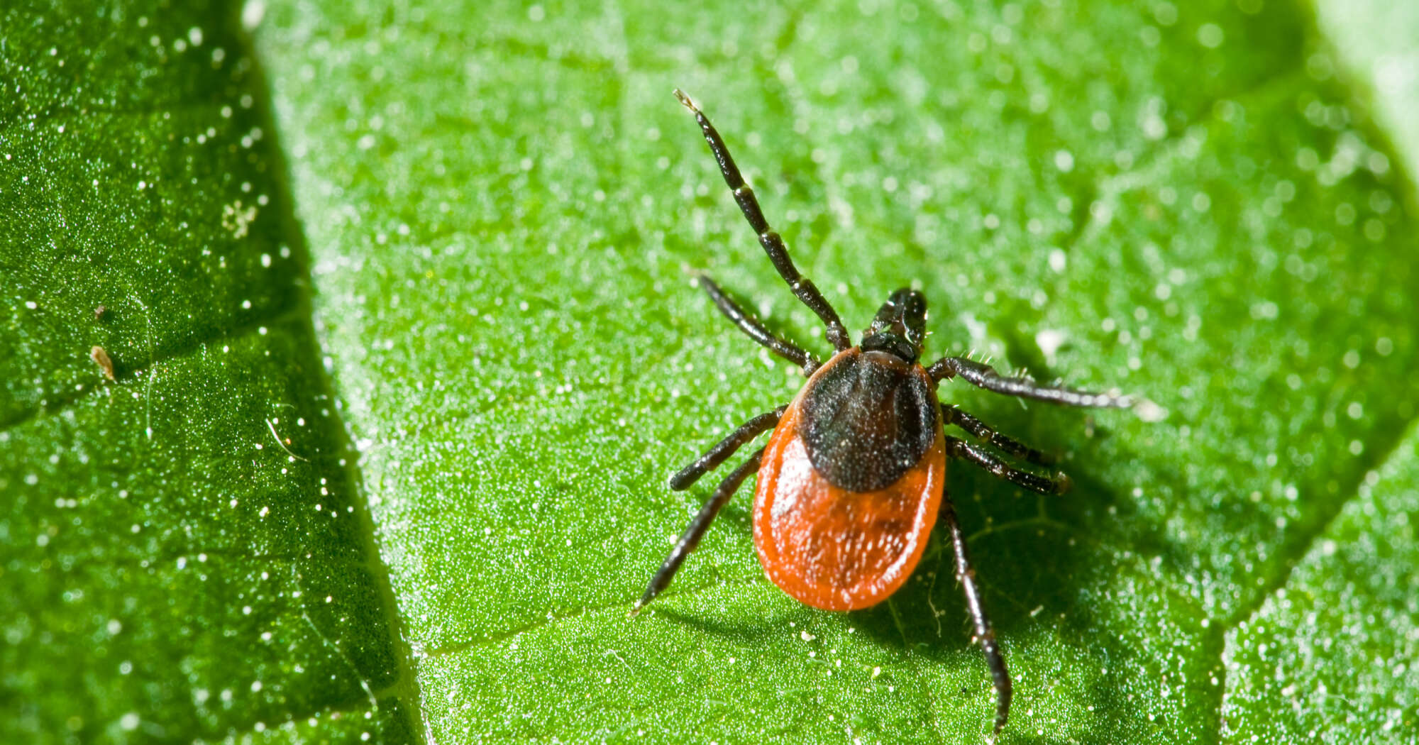 Castor bean tick on the leaf. Ixodes ricinus.