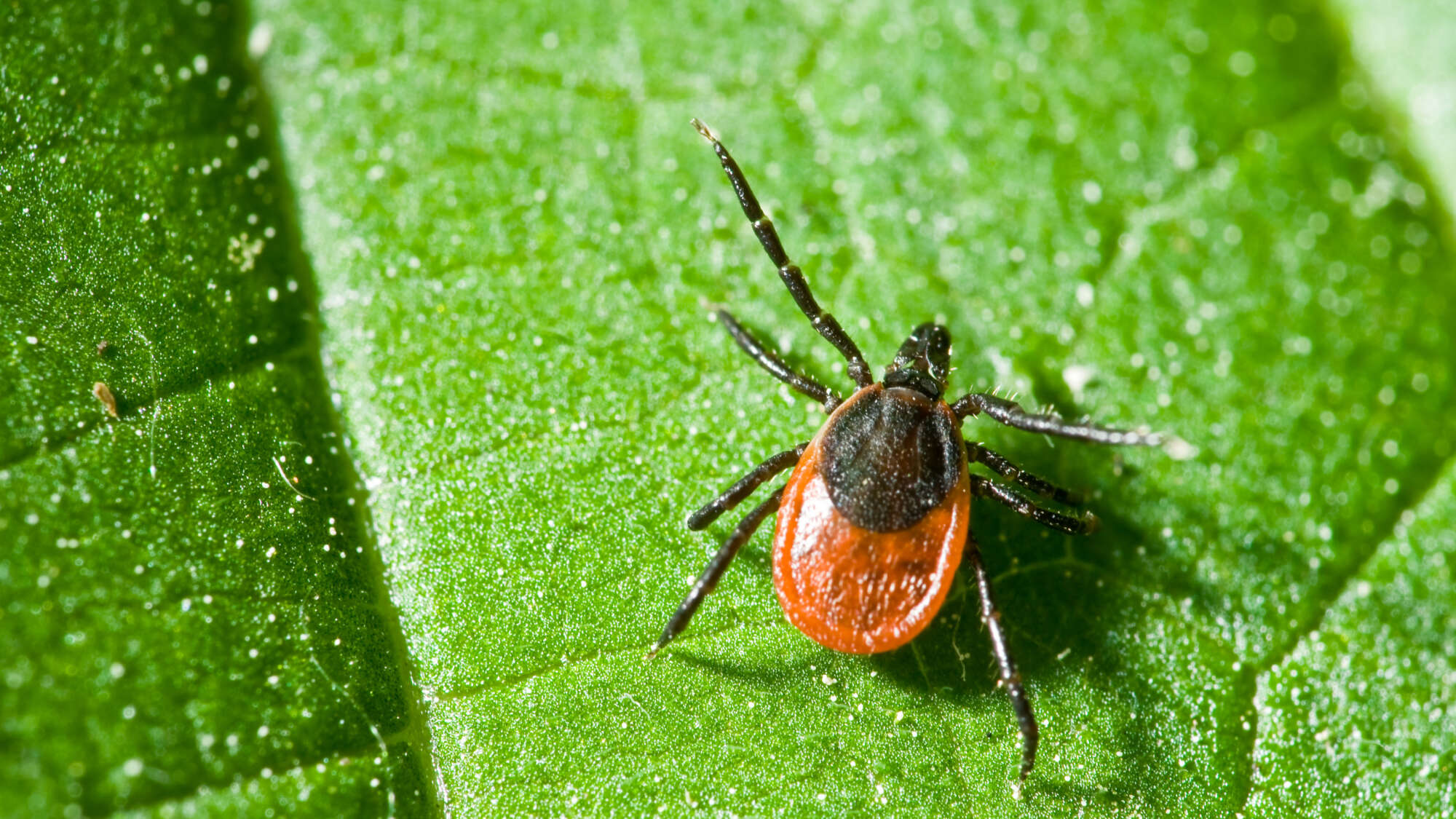 Castor bean tick on the leaf. Ixodes ricinus.