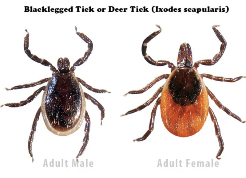 Tick Family Portrait