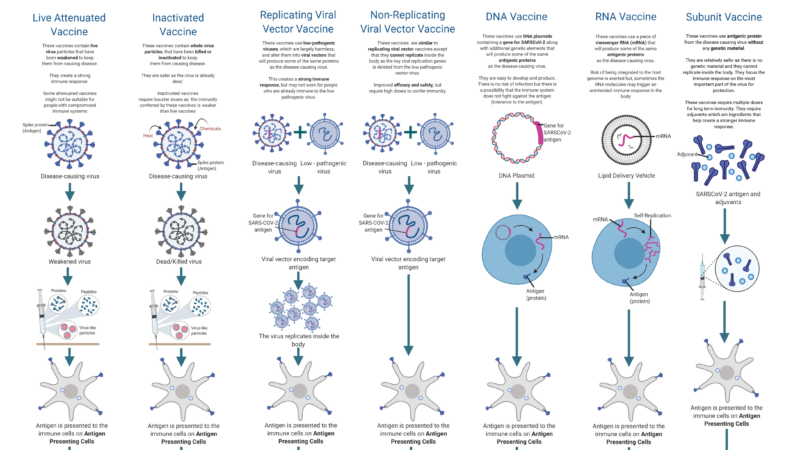 Infographic showing different types of vaccines.