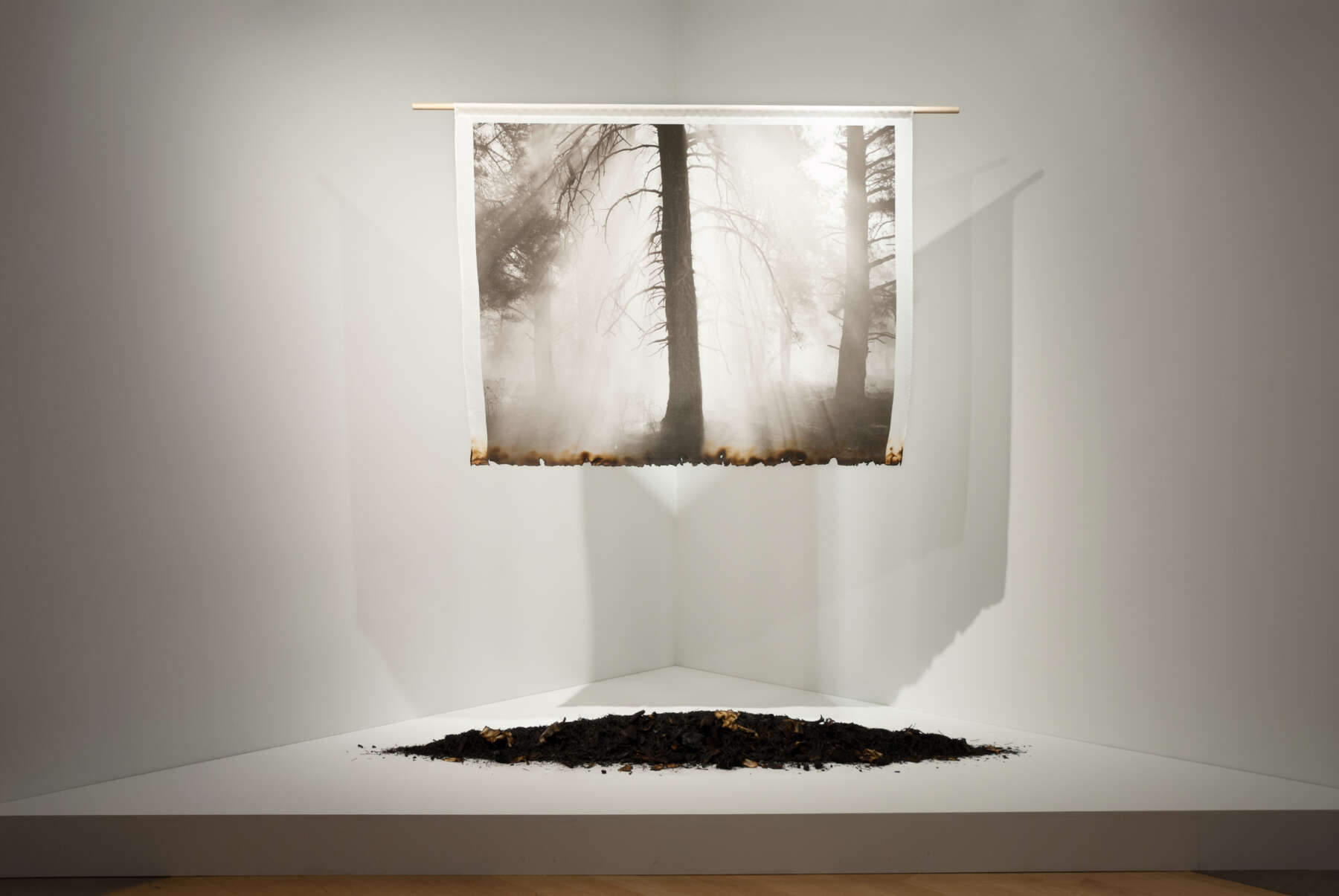 Image of Impermanence of Forests