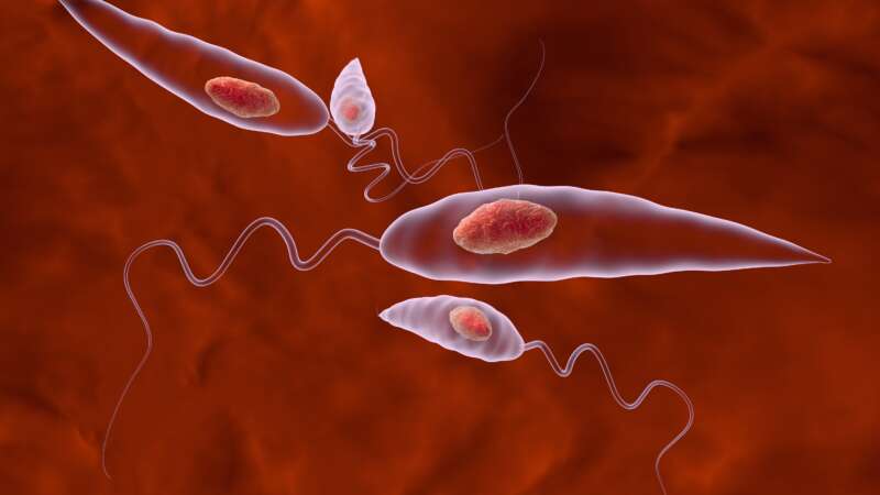 Leishmania. Promastigotes of Leishmania parasite which are found in mosquito midgut or laboratory cultures. Leishmania tropic, Leishmania major, Leishmania donovani or other Leishmania