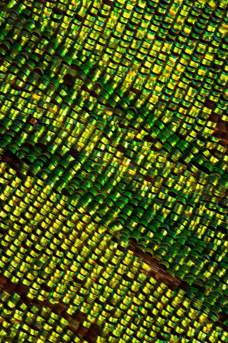 Image of butterfly wings