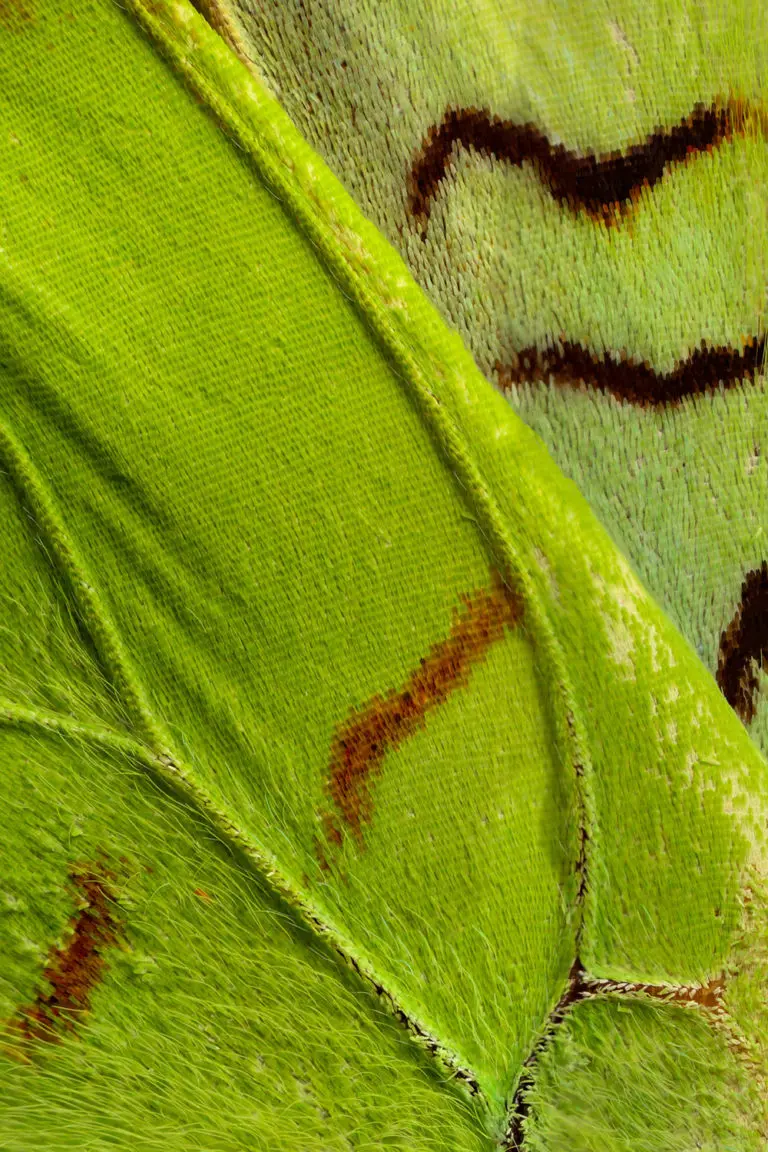 Image of butterfly wings