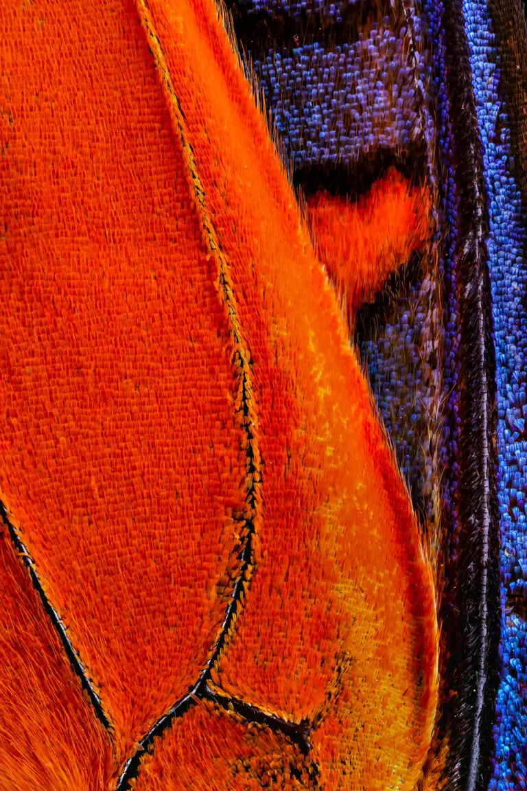 Image of butterfly wings