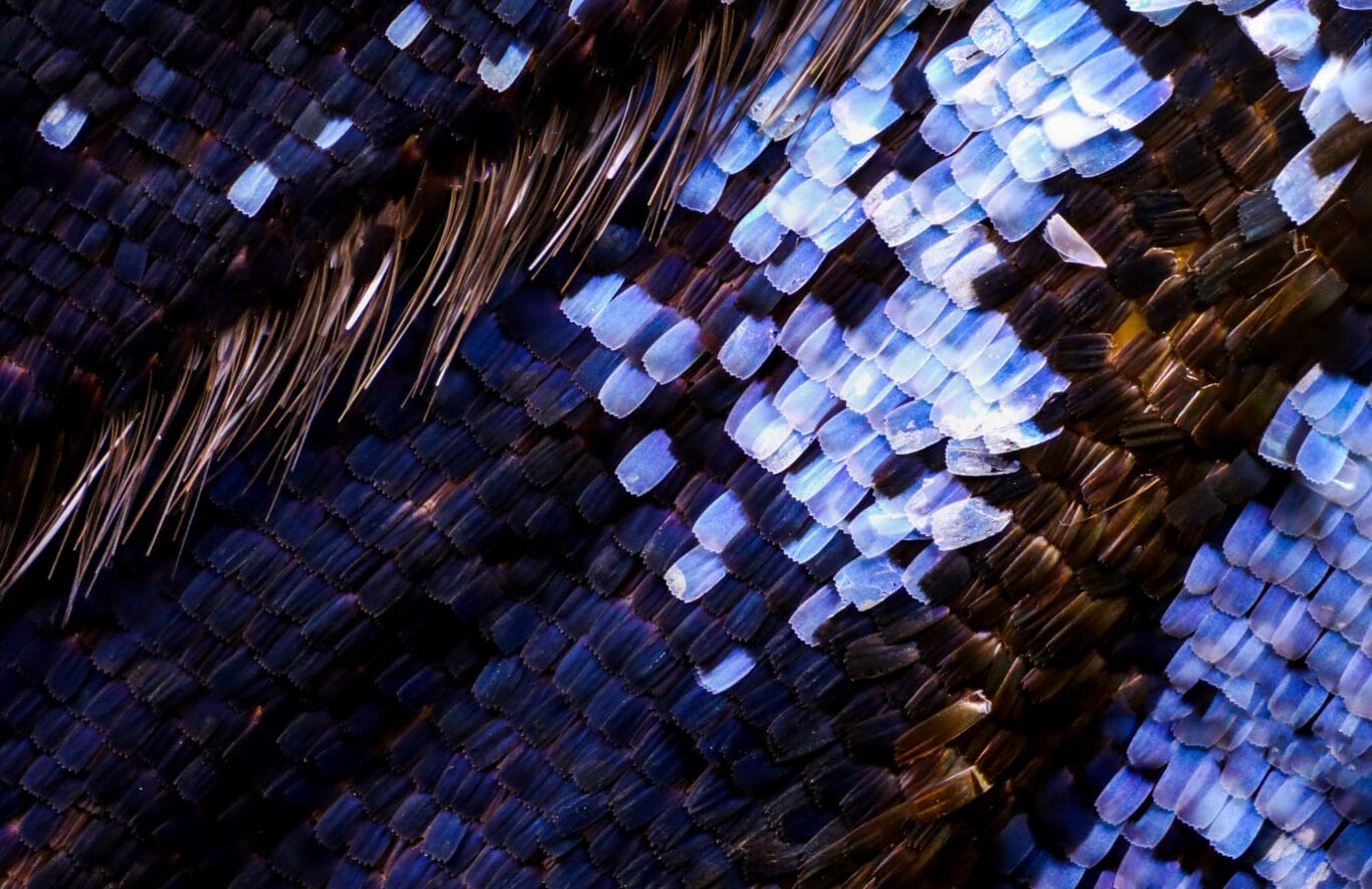 Image of butterfly wings