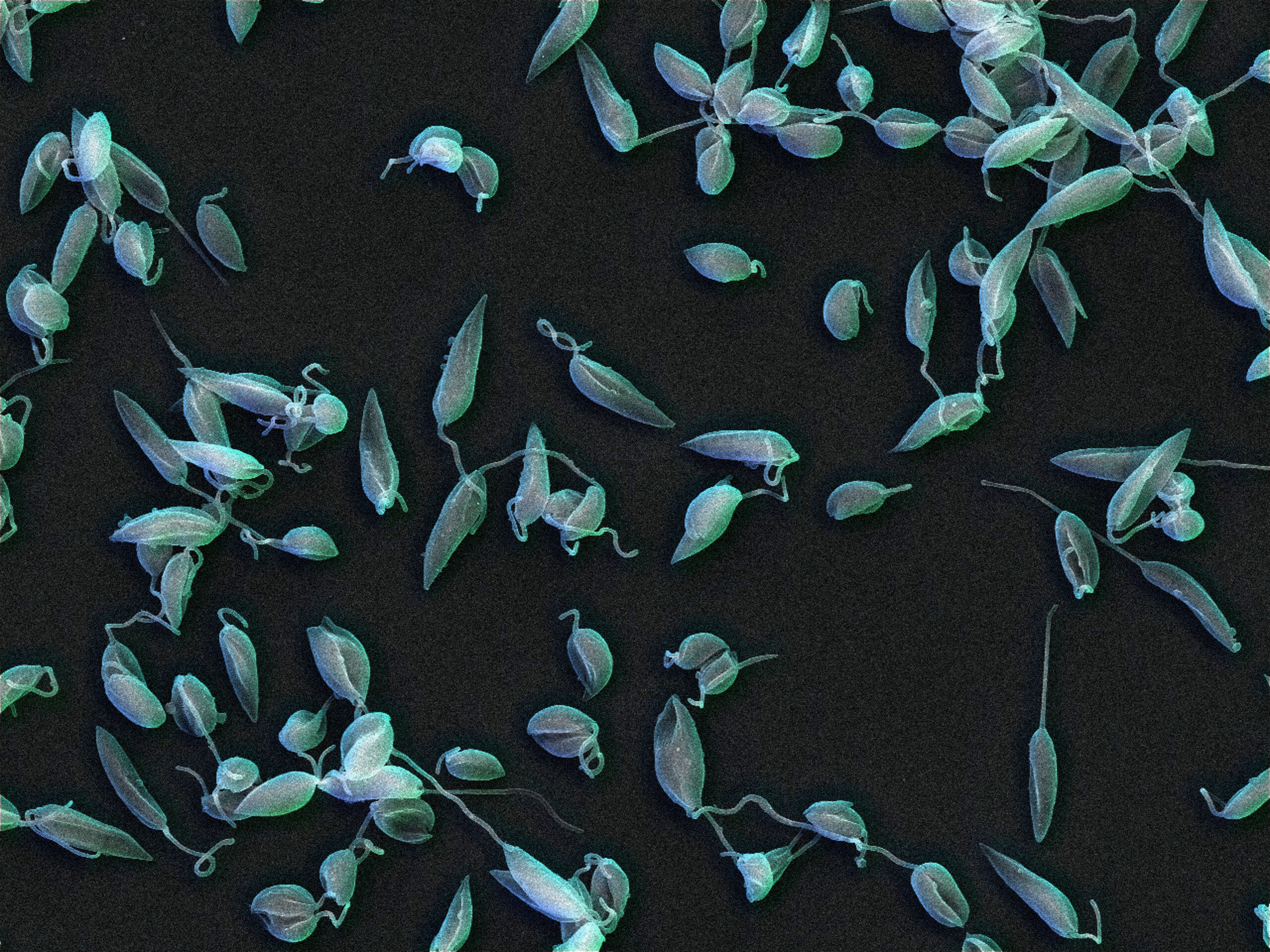 Image of leishmania