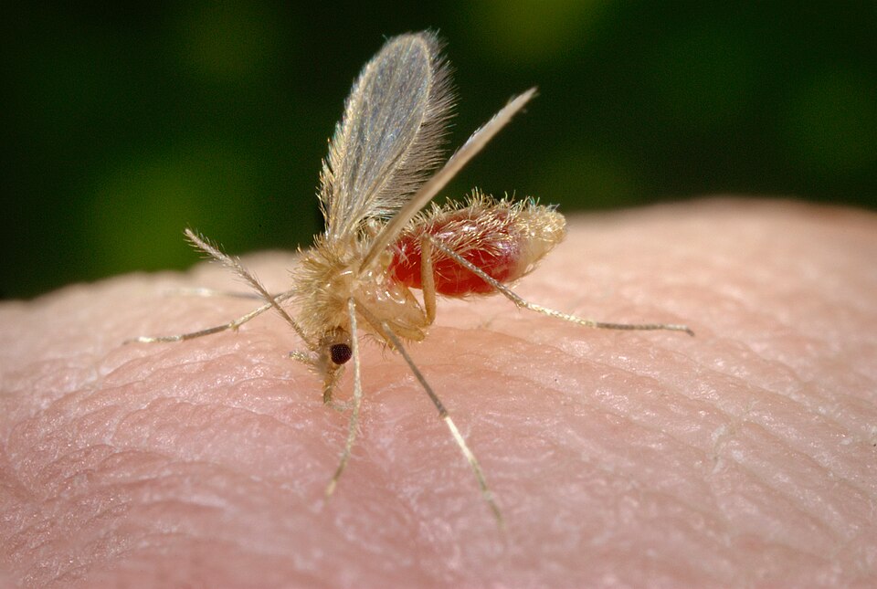 Image of a sand fly.
