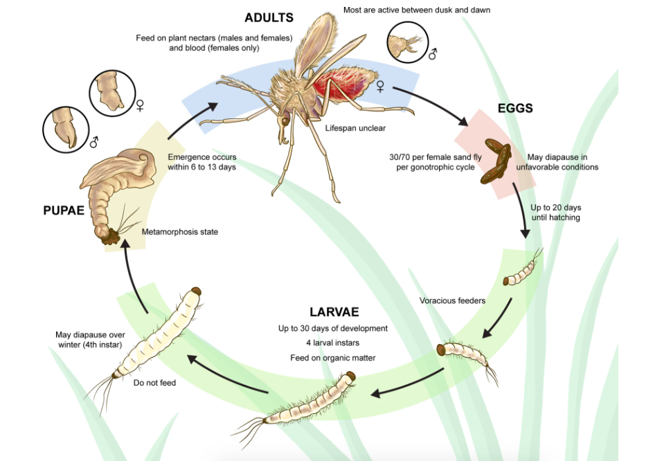Sandfly lifecycle
