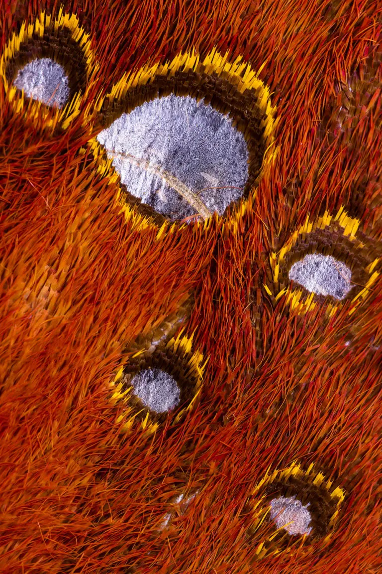 Image of butterfly wings
