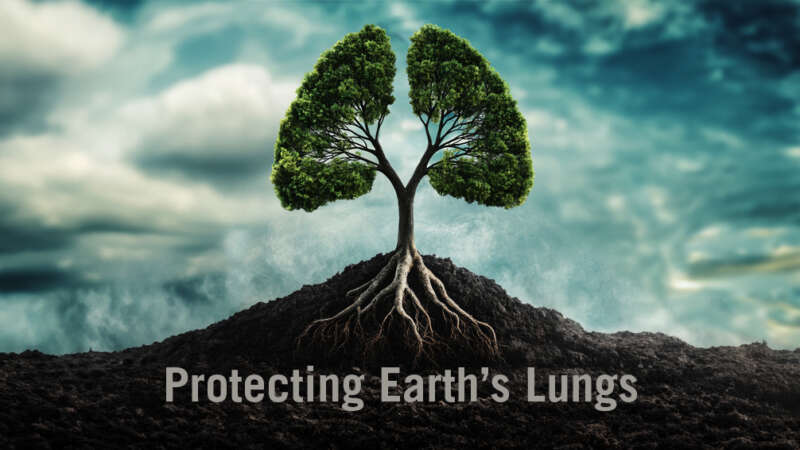 Cover Image of Protecting Earths Lungs documentary.