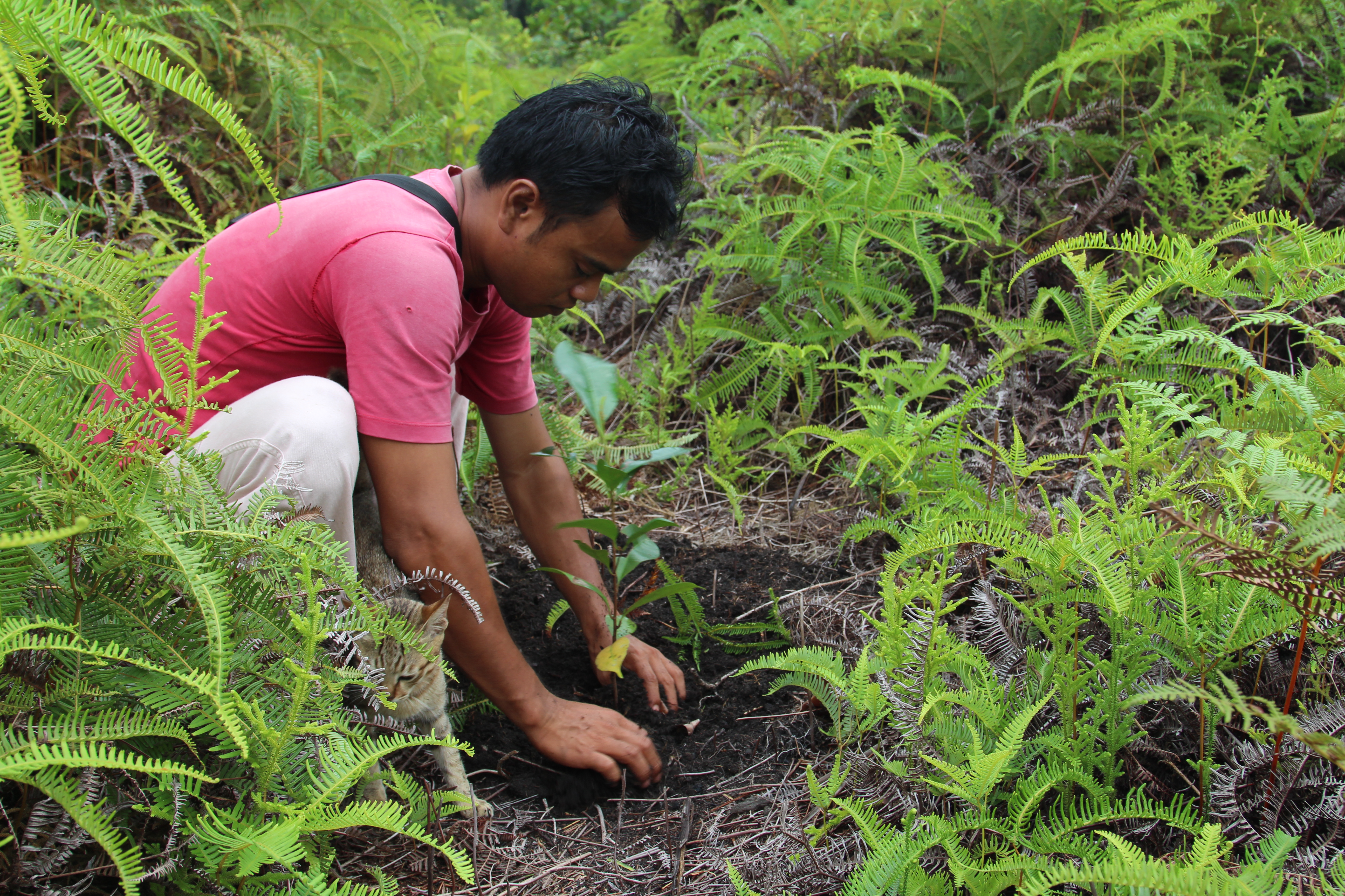 Image of the Pesalat Reforestation Project