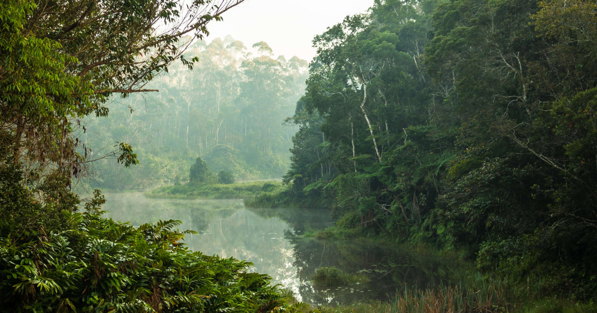Image of a primary forest.