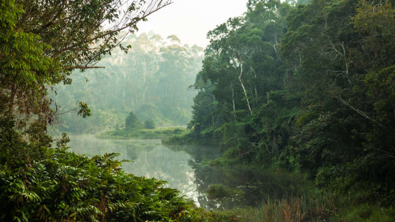 Image of a primary forest.