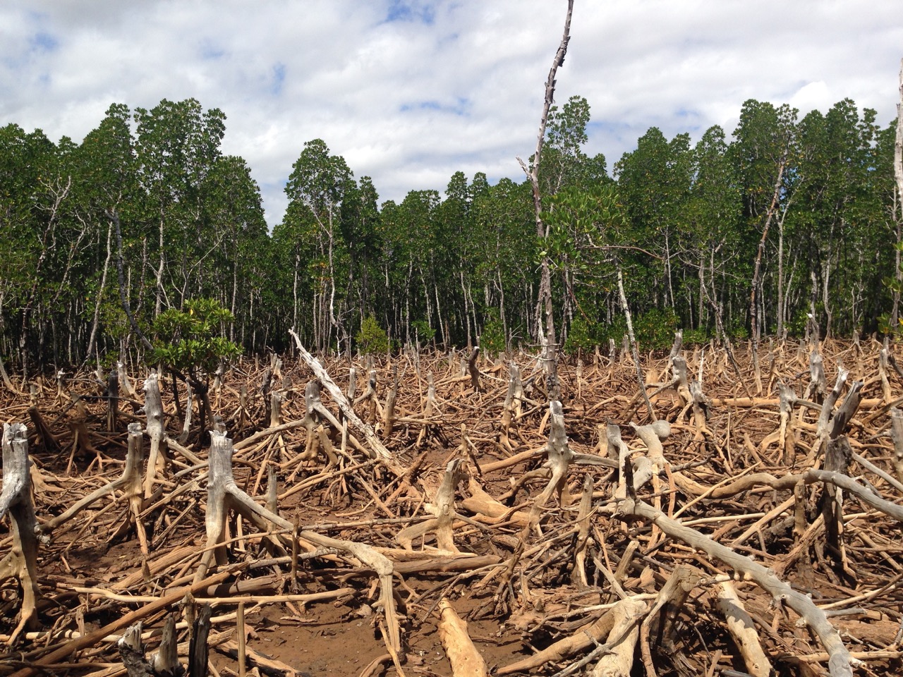 Image of Deforestation in Madagascar, 2016