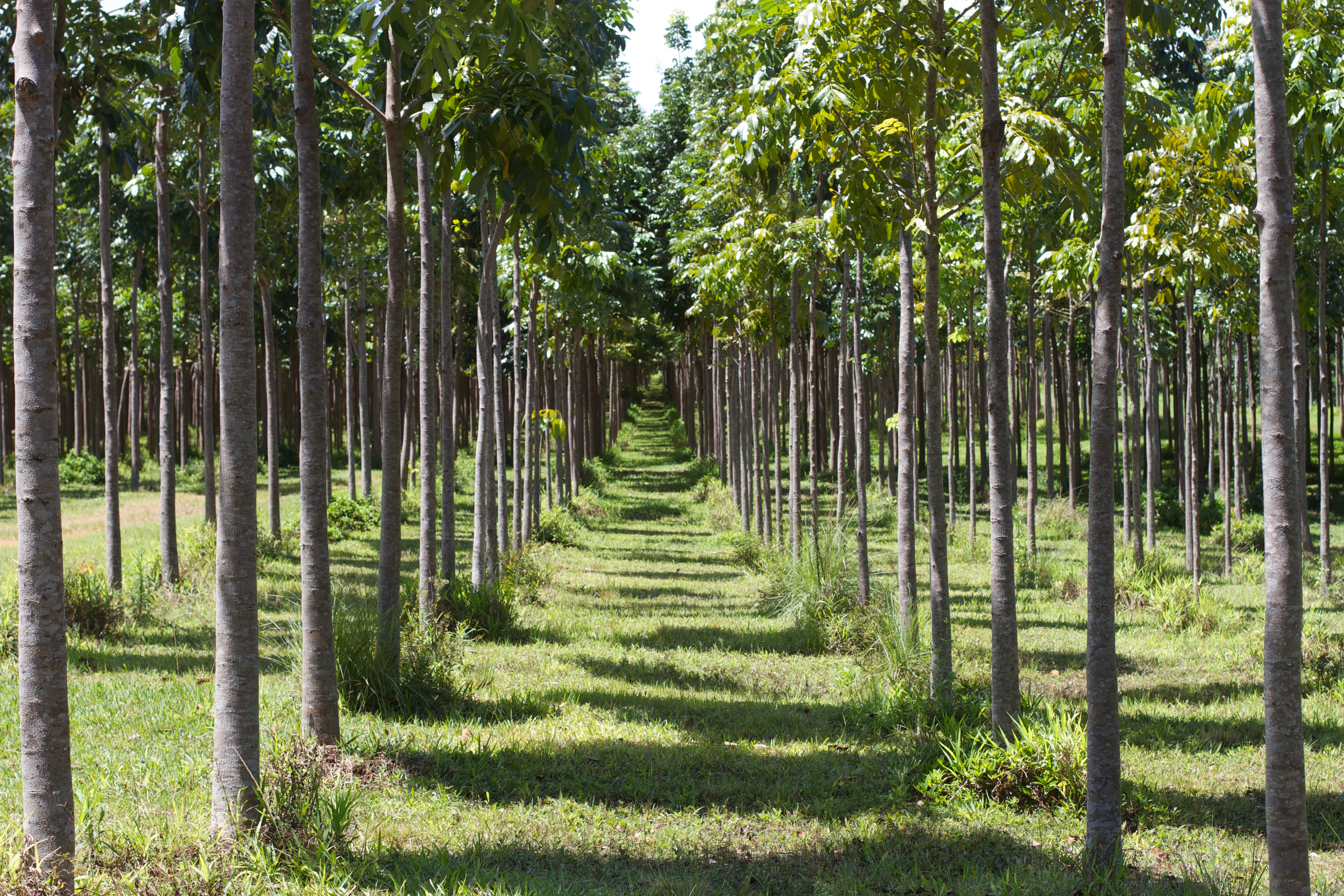 Image of Wai Koa Mahogany Plantation, Hawai'i (U.S.), 2013
