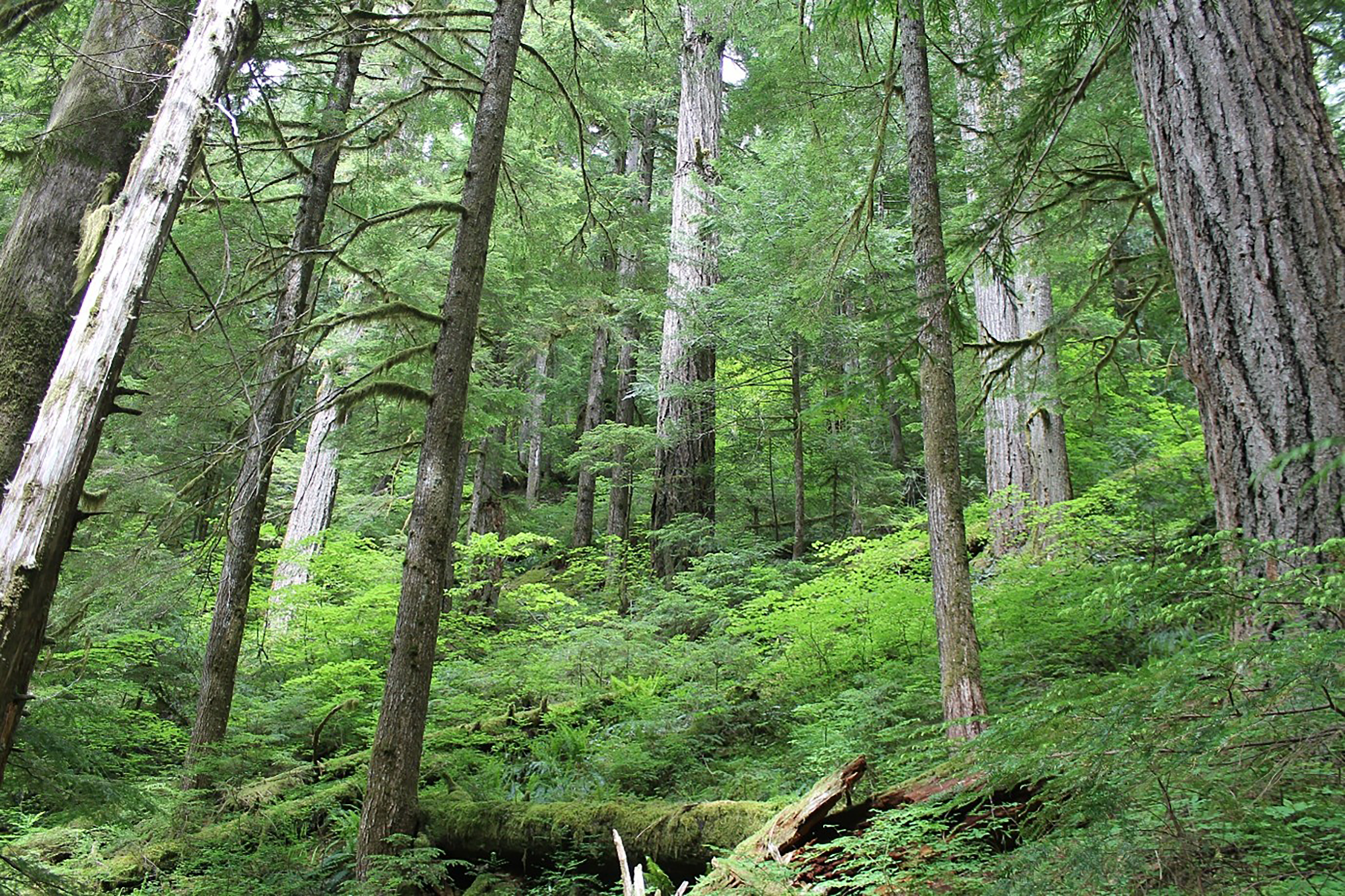 Image of a primary old growth forest.