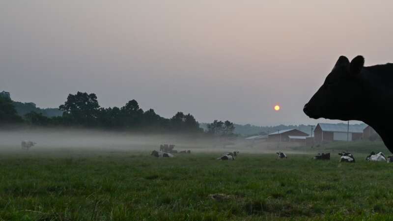 Images of cattle in a field.